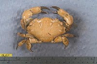 藏品(繡花脊熟若蟹)的圖片